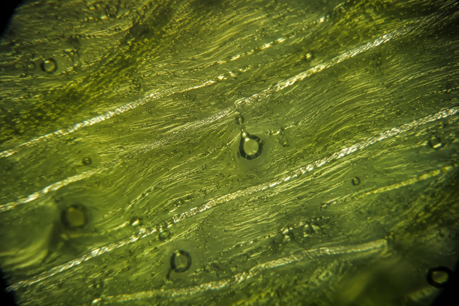 Directional silica-rich inclusions and flow textures inside a moldavite specimen under magnification