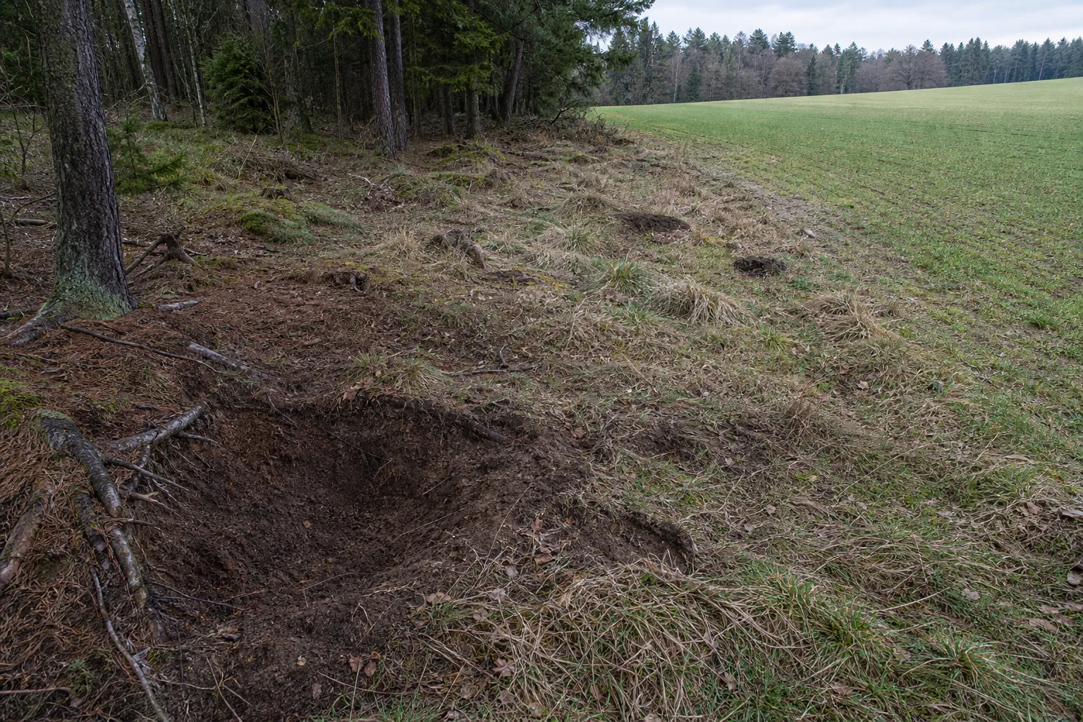 Disturbed forest-edge ground in South Bohemia showing why moldavite digging is a local land-use concern